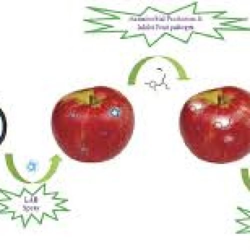 Studies on Extension of Shelf Life of Banana Using Bacteriocin