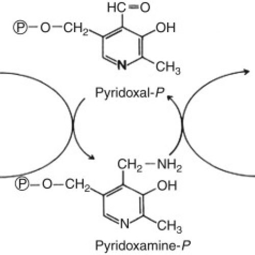 Fermentation Production of α-Keto glutaric Acid